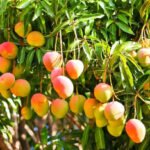 Miyazaki mangoes on a tree