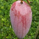 mango 4