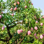 a lot of mango trees in the orchard
