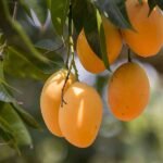 mango picture